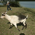 goat_walk_references002.jpg