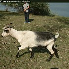 goat_walk_references003.jpg