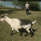goat_walk_references005.jpg