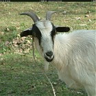 goat_references017.jpg