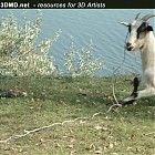 goat_references022.jpg