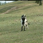 goat_references024.jpg