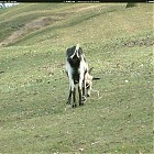 goat_references025.jpg