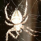 spider02.jpg