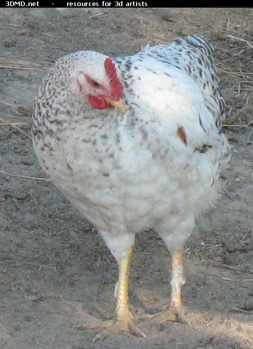 White Chicken Photo     