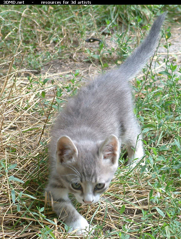Grey Kitten Photo    