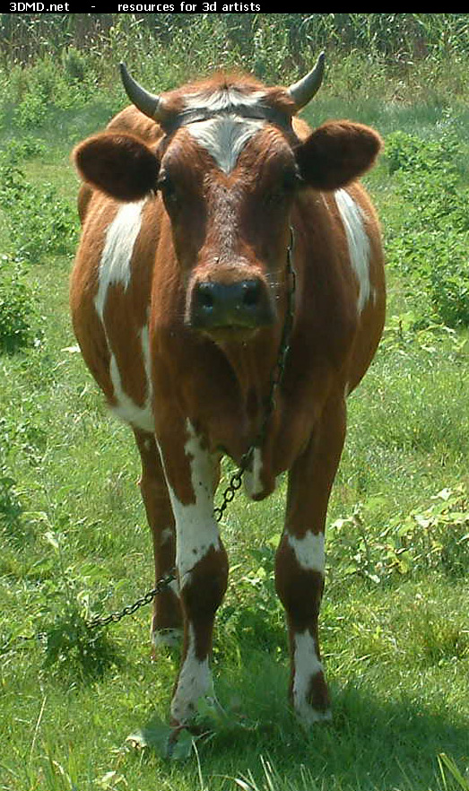 Red Cow Photo     