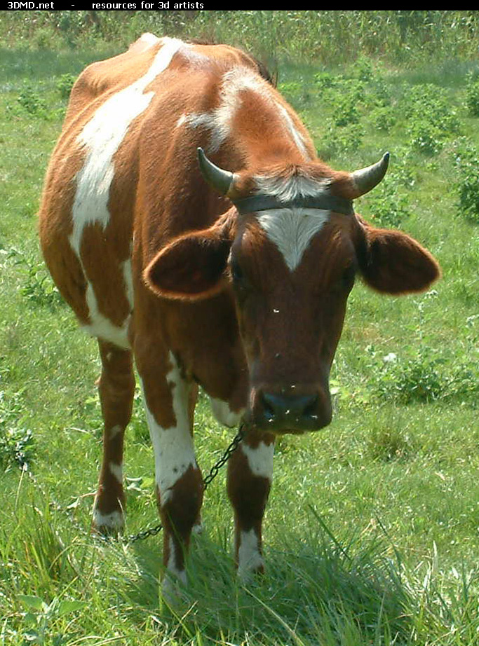 Red Cow Photo     