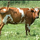 red_cow_photo_01.JPG