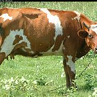 red_cow_photo_02.JPG