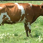 red_cow_photo_03.JPG