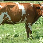 red_cow_photo_04.JPG