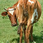 red_cow_photo_05.JPG