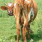 red_cow_photo_06.JPG