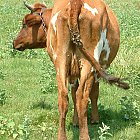 red_cow_photo_07.JPG
