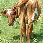 red_cow_photo_08.JPG