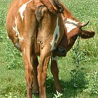 red_cow_photo_09.JPG