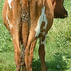 red_cow_photo_11.JPG