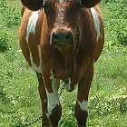 red_cow_photo_13.JPG