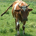red_cow_photo_14.JPG