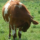 red_cow_photo_15.JPG