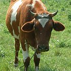 red_cow_photo_16.JPG