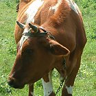 red_cow_photo_17.JPG