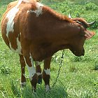 red_cow_photo_18.JPG