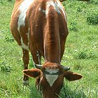 red_cow_photo_19.JPG