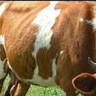 red_cow_photo_20.JPG