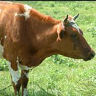 red_cow_photo_21.JPG