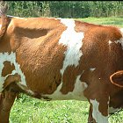 red_cow_photo_22.JPG
