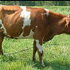 red_cow_photo_23.JPG
