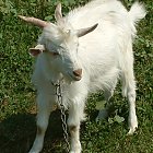 white_goat_kid_photo_20.JPG