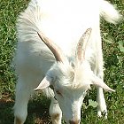 white_goat_kid_photo_21.JPG