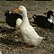 Duck photos