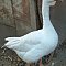 Geese photos