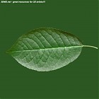 leaf_00066.jpg