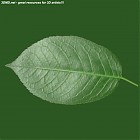 leaf_00486.jpg