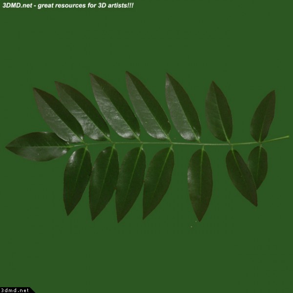 normal_leaf_00318.jpg