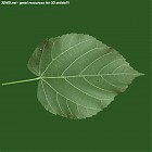 leaf_00415.jpg