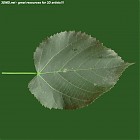 leaf_00416.jpg