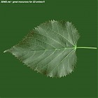 leaf_00430.jpg