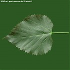 leaf_00455.jpg