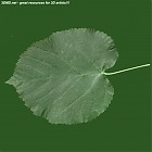 leaf_00475.jpg