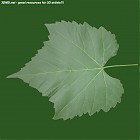 leaf_00118.jpg