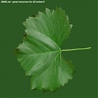leaf_00198.jpg