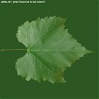 leaf_00422.jpg