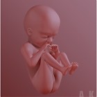 unborn_baby.jpg