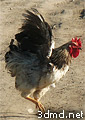 Bird photo references for 3D artists